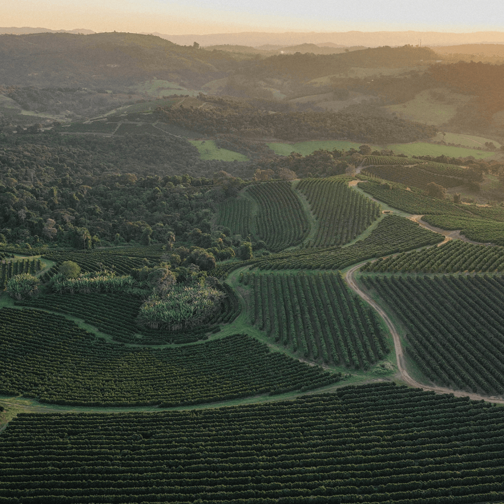 CERTIFICAÇÃO DE AGRICULTURA REGENERATIVA DA RAINFOREST ALLIANCE