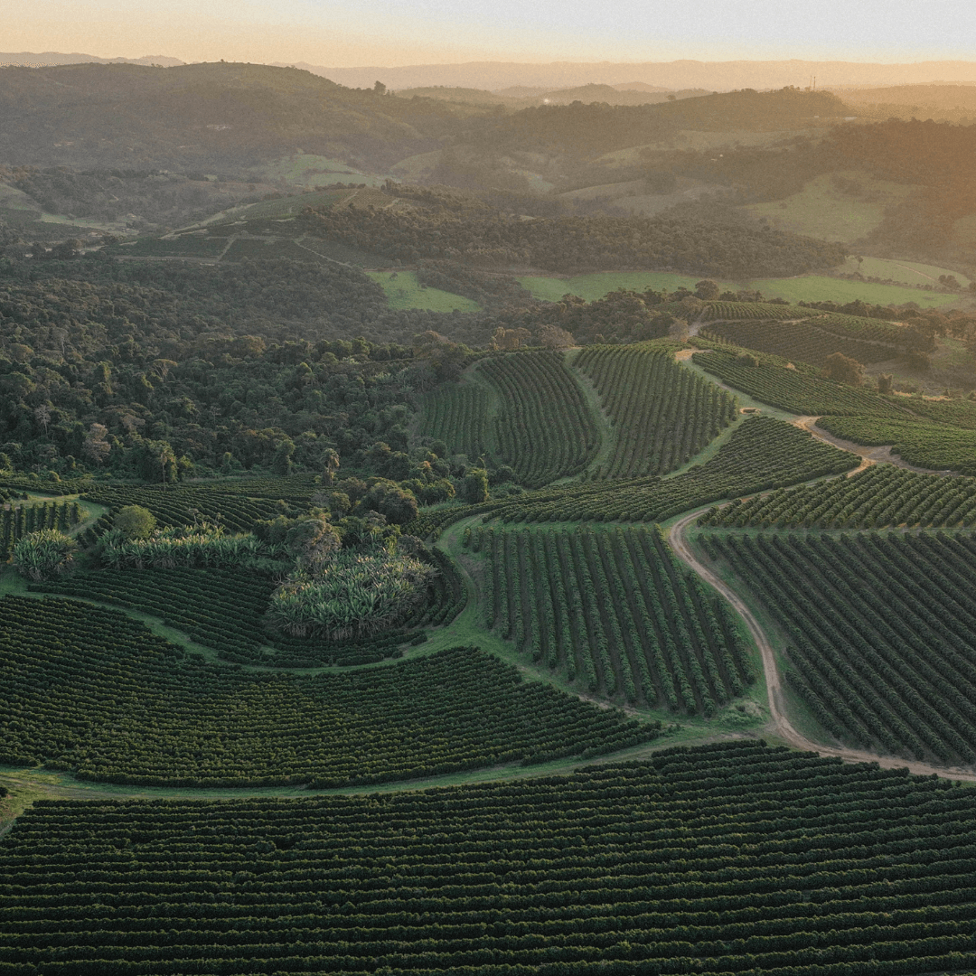 CERTIFICAÇÃO DE AGRICULTURA REGENERATIVA DA RAINFOREST ALLIANCE