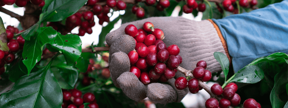 CAFÉ ARÁBICA E ROBUSTA: QUAL A DIFERENÇA?