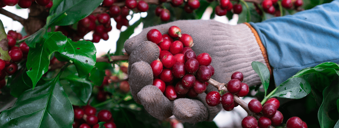 CAFÉ ARÁBICA E ROBUSTA: QUAL A DIFERENÇA?