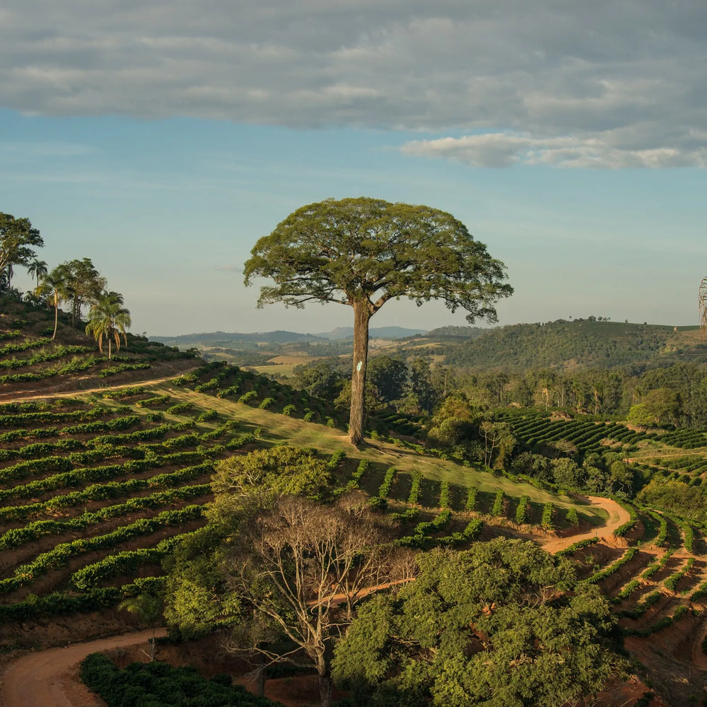 ORFEU E RAINFOREST ALLIANCE