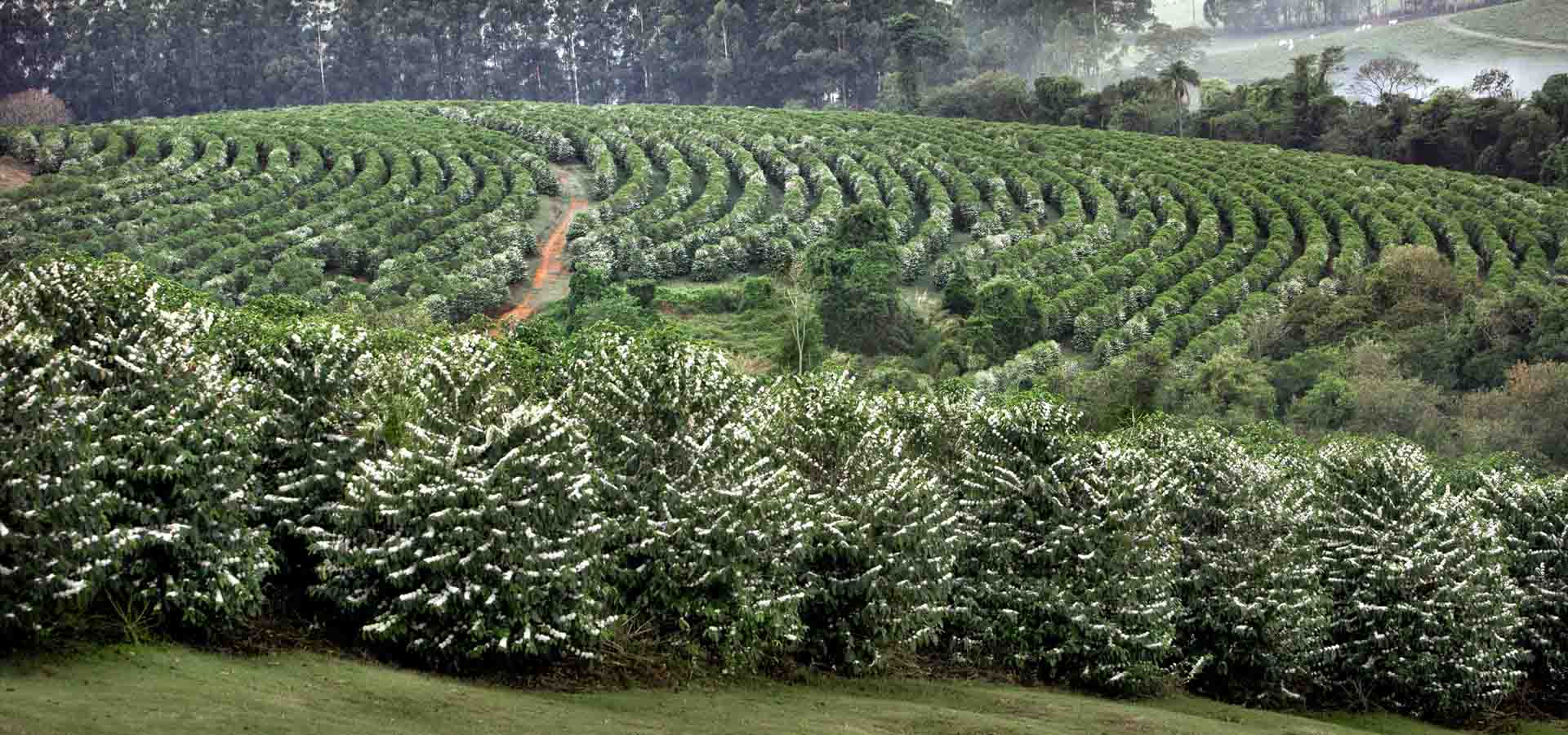 O TERROIR DOS CAFÉS ORFEU