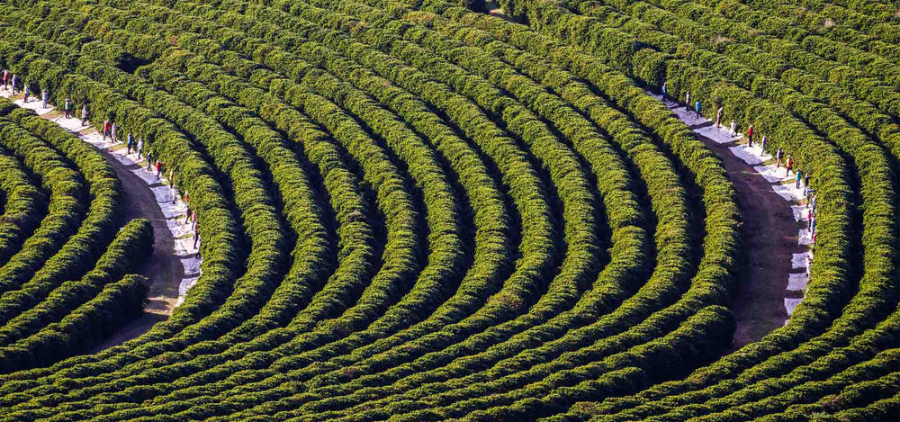 COMO ORFEU CONTRIBUI PARA O MEIO-AMBIENTE