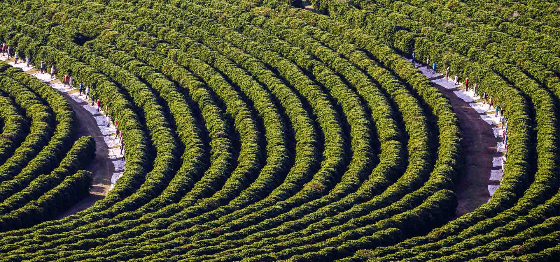 COMO ORFEU CONTRIBUI PARA O MEIO-AMBIENTE